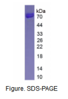 肽酰甘氨酸α酰胺化单加氧酶(PAM)活性蛋白