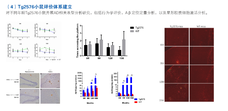 实验动物模型订制