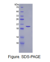 干细胞因子(SCF)活性蛋白