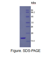 再生胰岛衍生蛋白3α(REG3a)活性蛋白