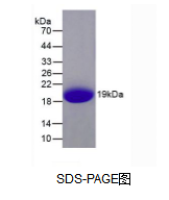 白介素1家族成员9(IL1F9)活性蛋白