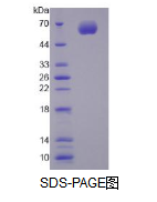 细胞色素P450家族成员1A1(CYP1A1)活性蛋白
