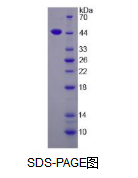 白介素17D(IL17D)活性蛋白