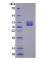 氯离子通道辅助蛋白1(CLCA1)活性蛋白