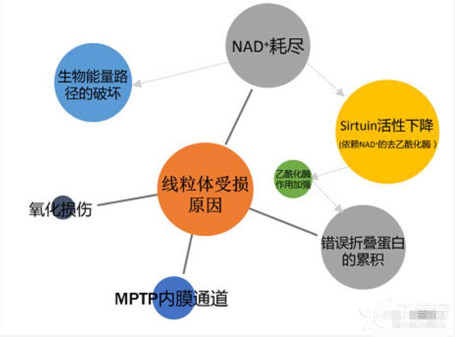 靶向線粒體的治療方案 線粒體能量代謝的紊亂會導致多種