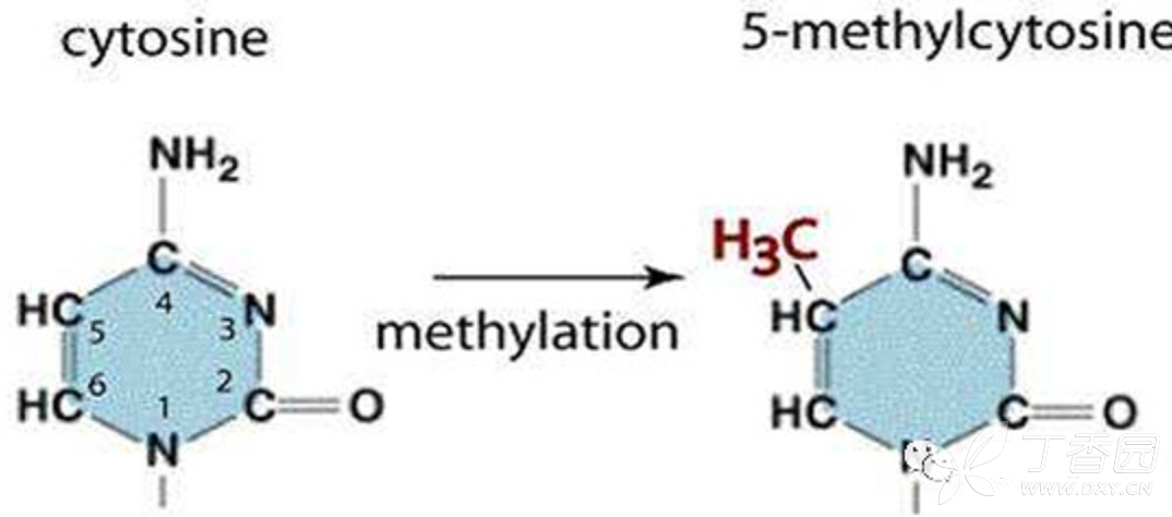 图1.胞嘧啶甲基化