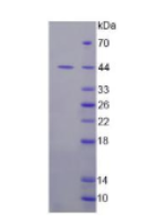 吲哚胺2,3-双加氧酶(IDO)活性蛋白