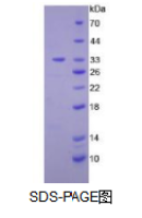 二酰甘油激酶ε(DGKe)活性蛋白