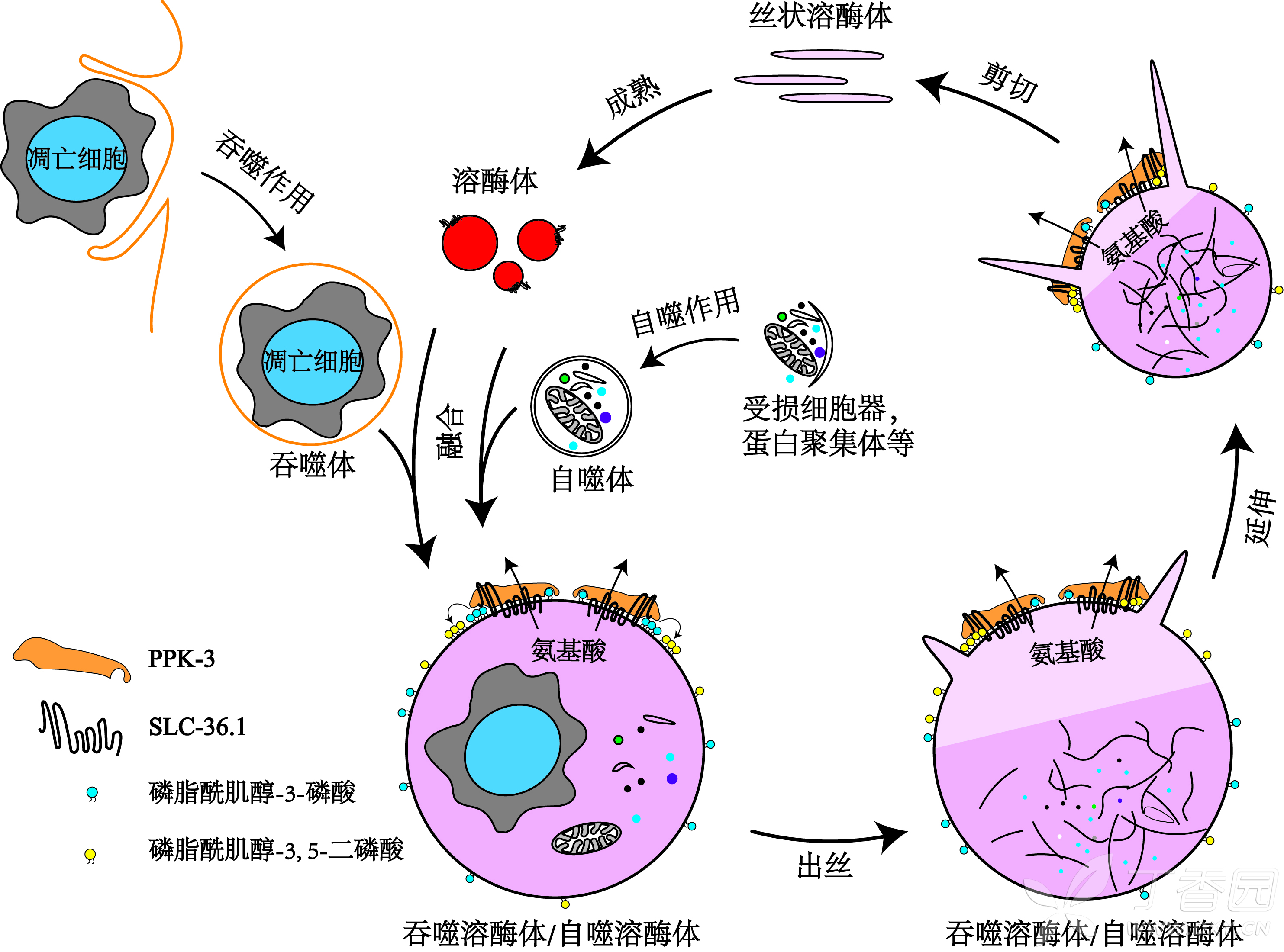 1协同磷脂酰肌醇-3-磷酸激酶调控吞噬溶酶体的再形成