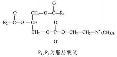 蛋huan磷脂酰胆碱