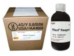 博来霉素zeocin/R25001