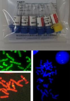 XL1-Blue MRF` Kan感受态细胞（热激 ）