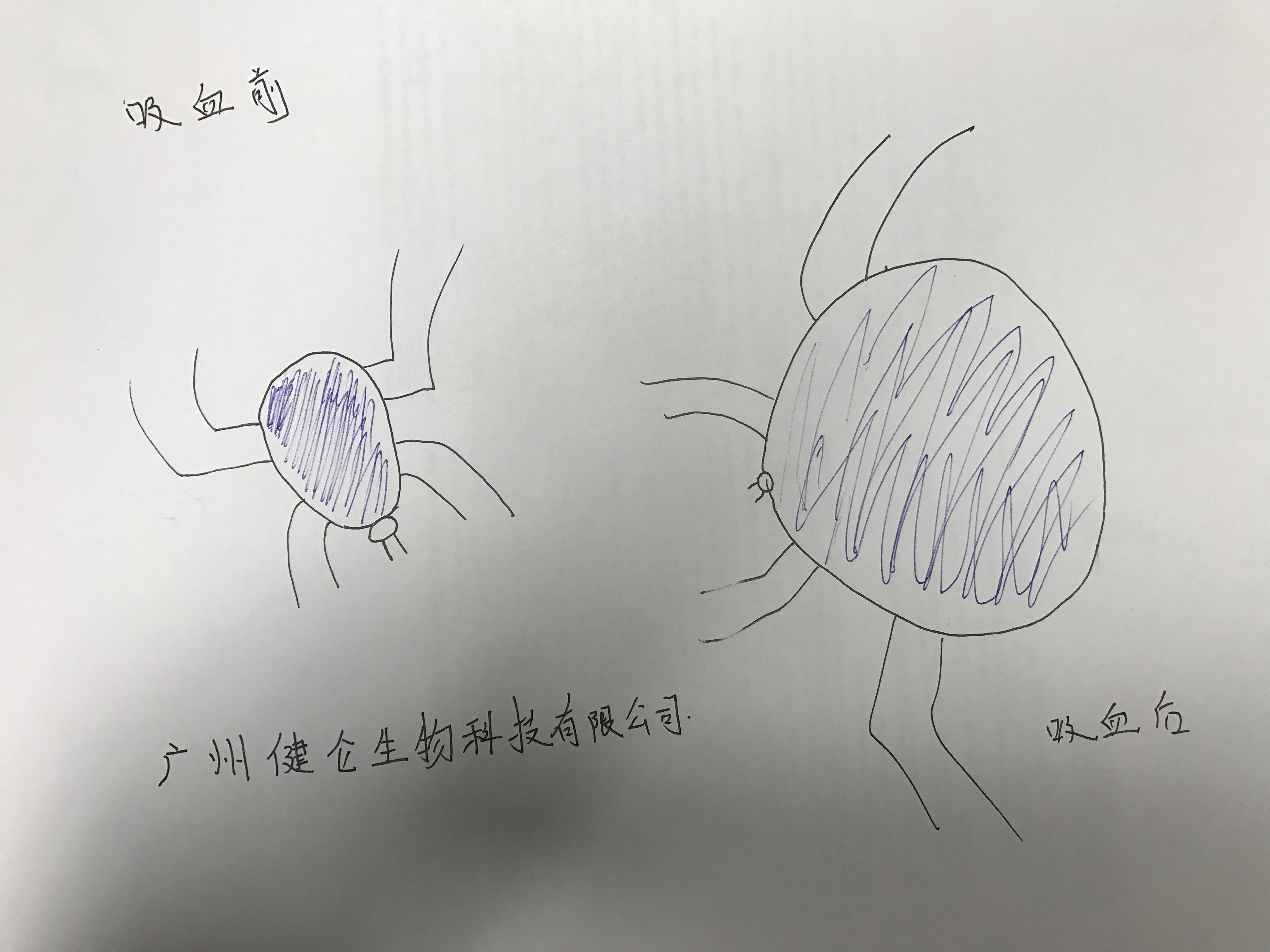 胶体金检测新型布尼亚病毒诊断试剂