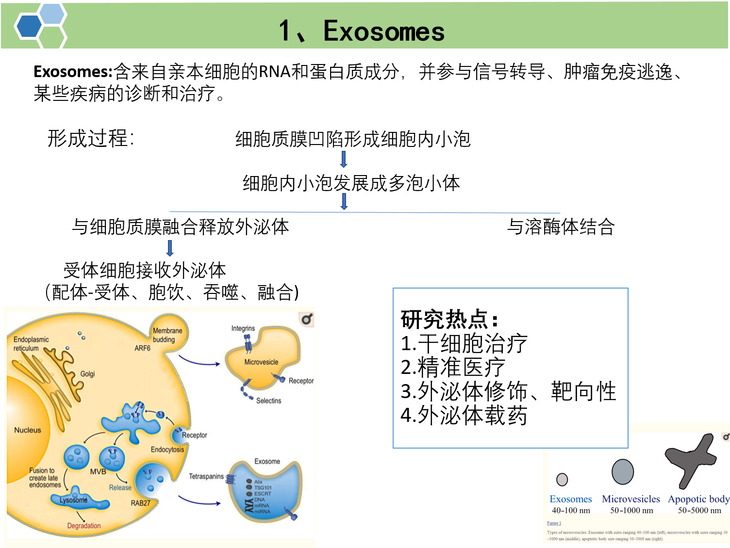 文献解读：超声法进行外泌体载药