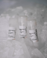 BioLamina重组人层粘连蛋白,Laminin 521,用于人类干细胞培养和扩增的基质 LN521-02, LN521-05