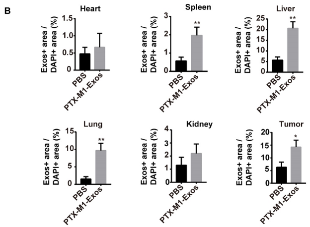 文献解读：超声法进行外泌体载药