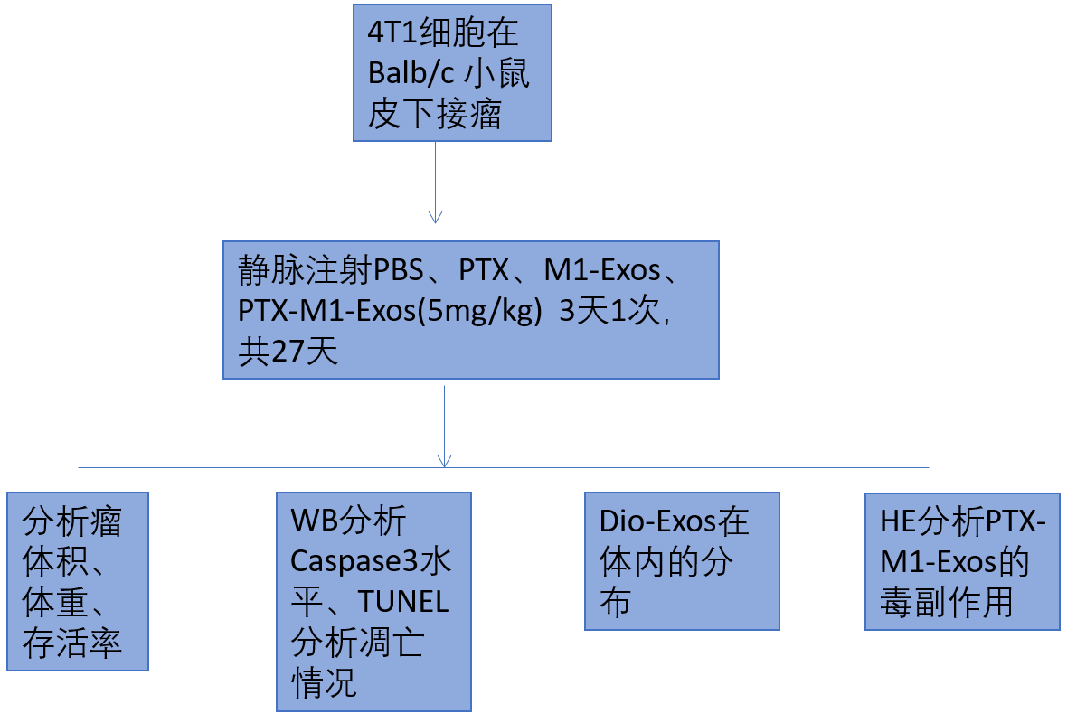 文献解读：超声法进行外泌体载药