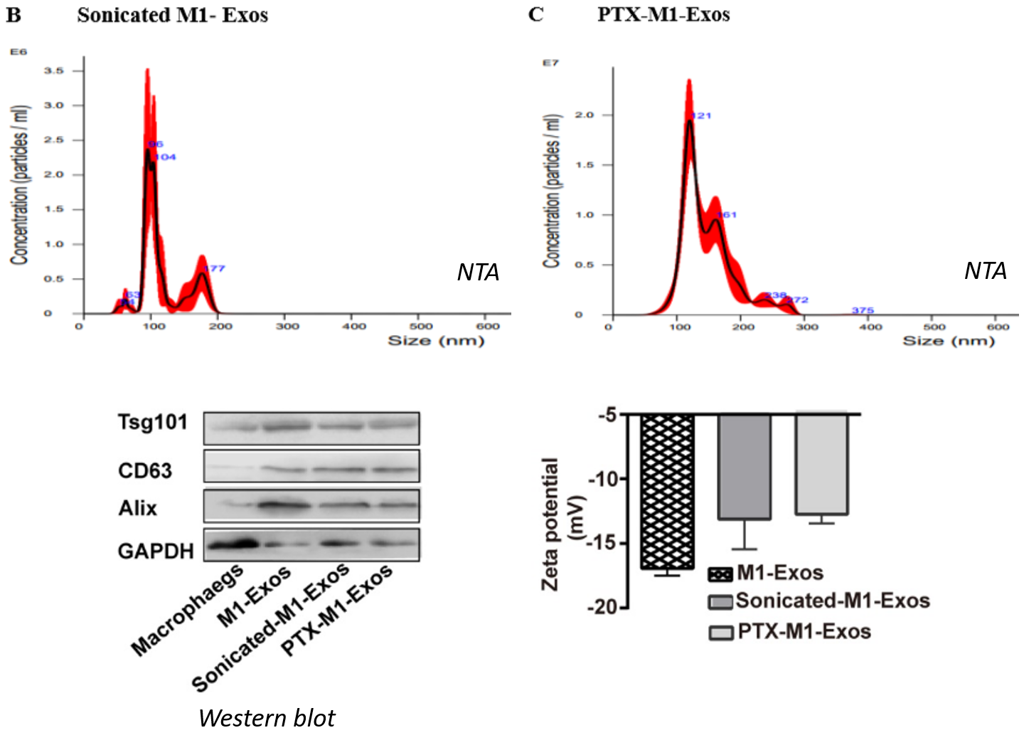 文献解读：超声法进行外泌体载药