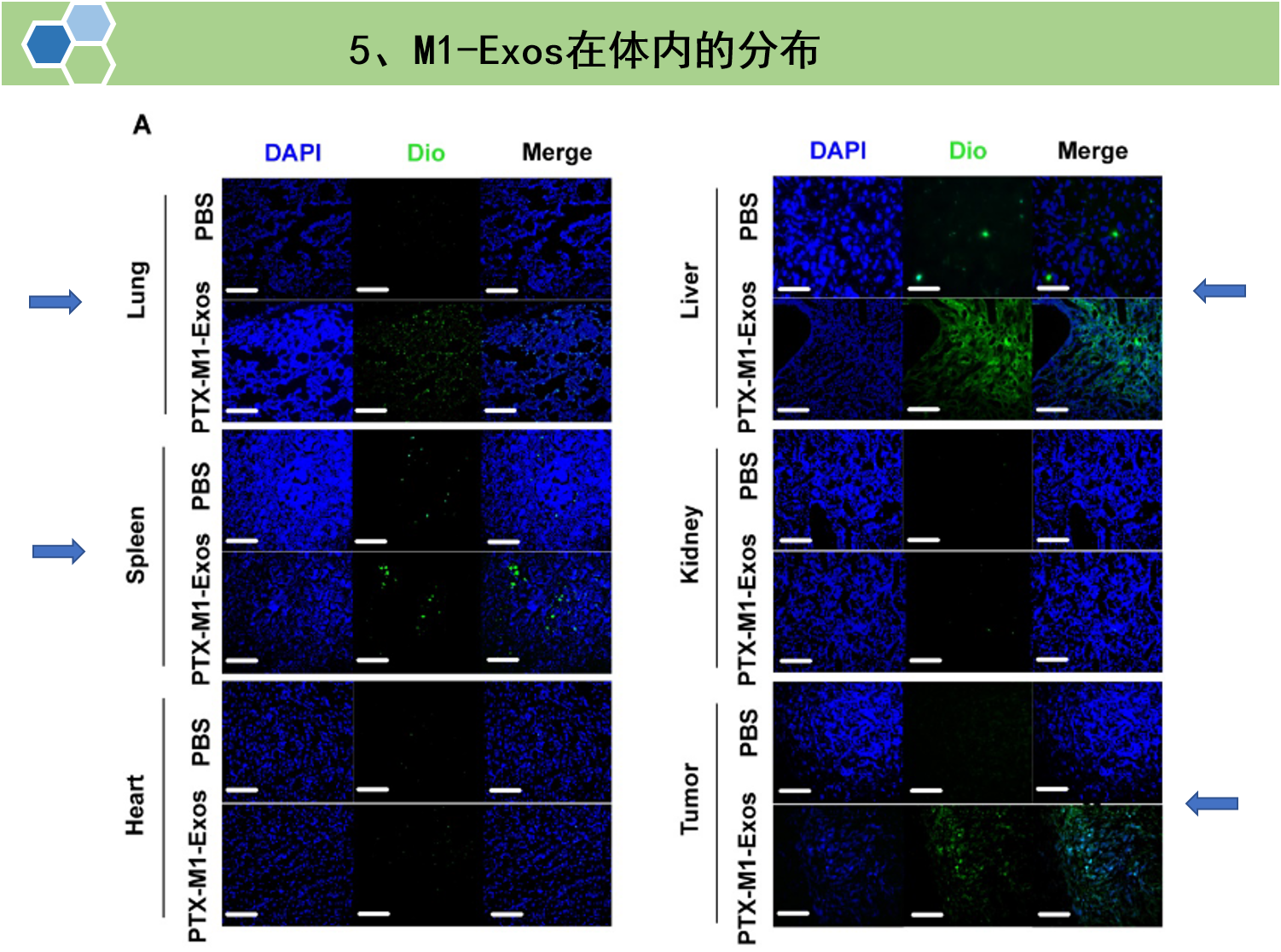 文献解读：超声法进行外泌体载药