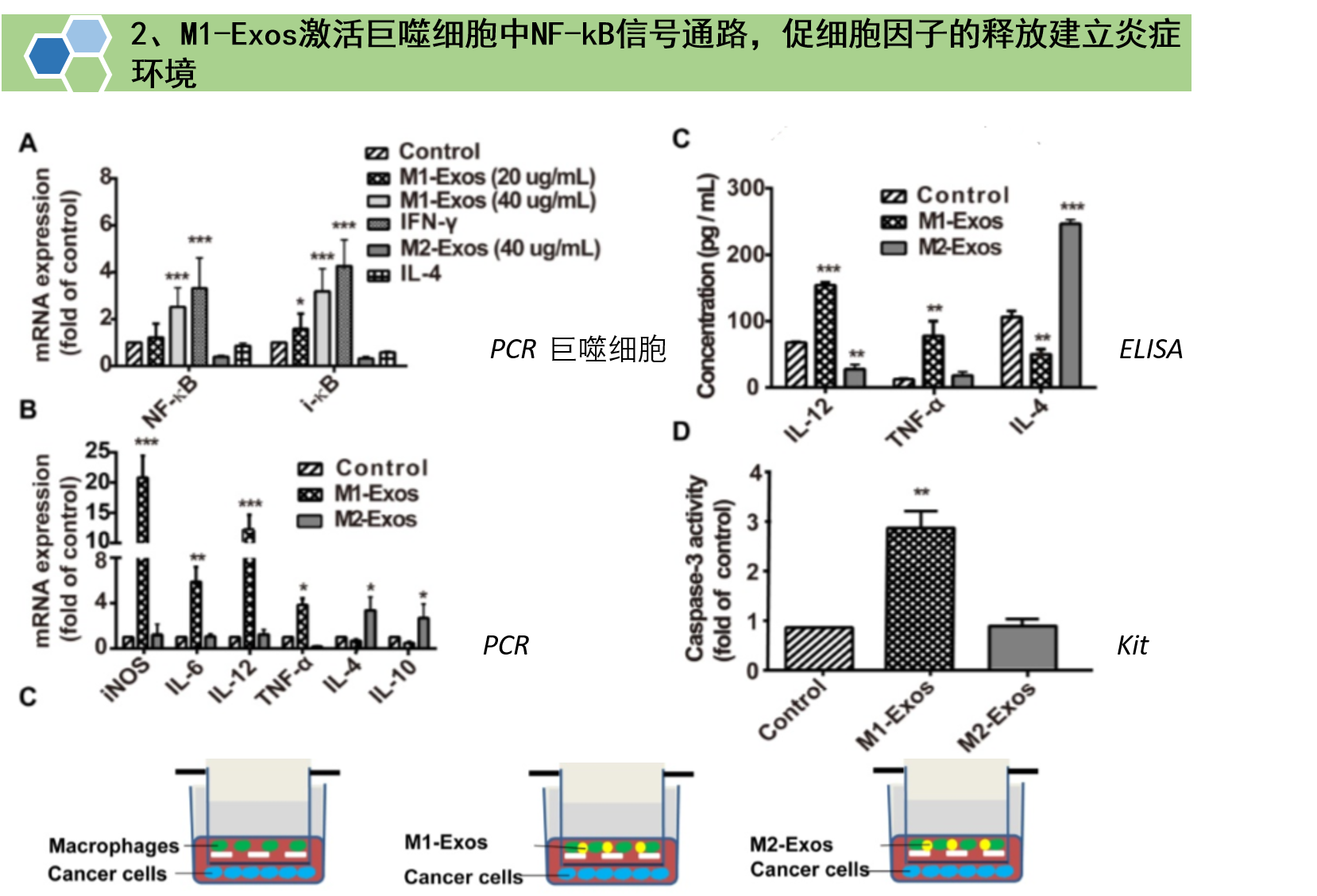 文献解读：超声法进行外泌体载药
