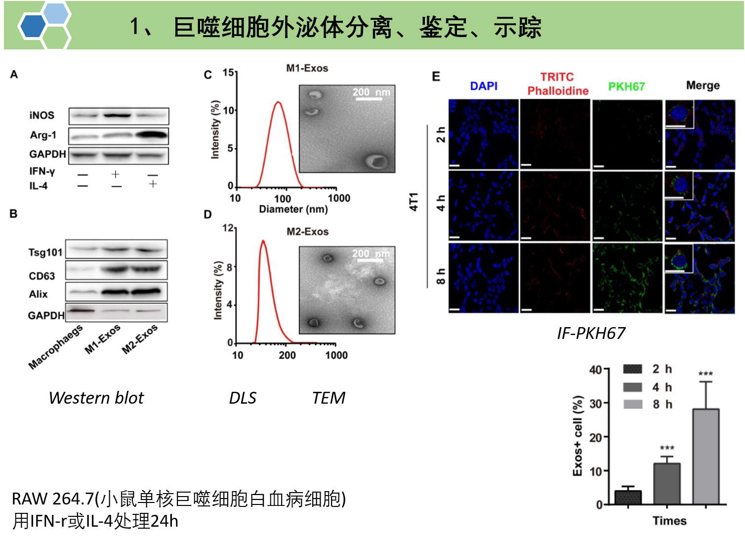 文献解读：超声法进行外泌体载药