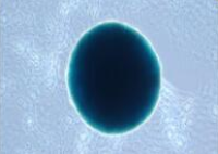 MSC Chondro-Staining Kit  C37B00150