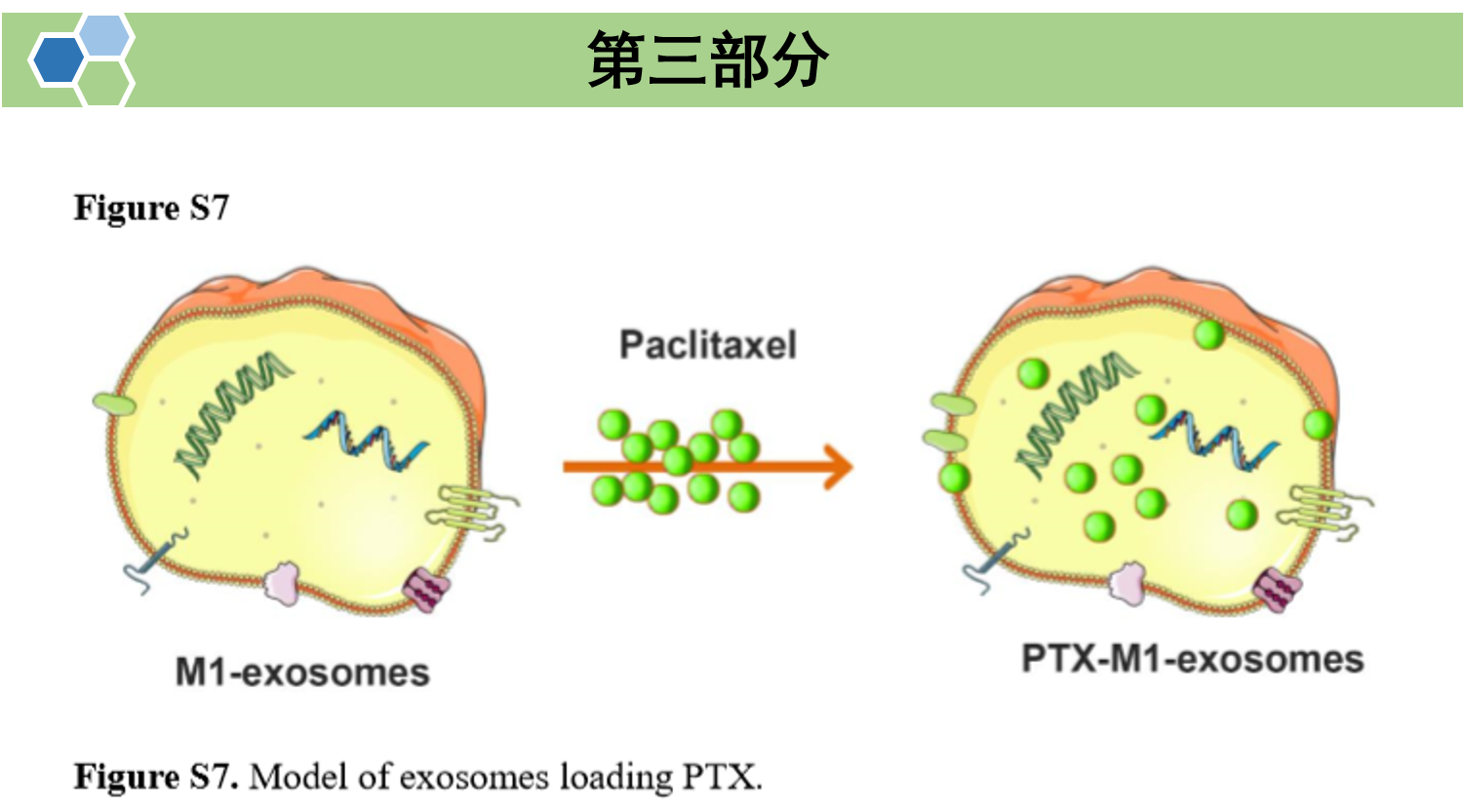文献解读：超声法进行外泌体载药
