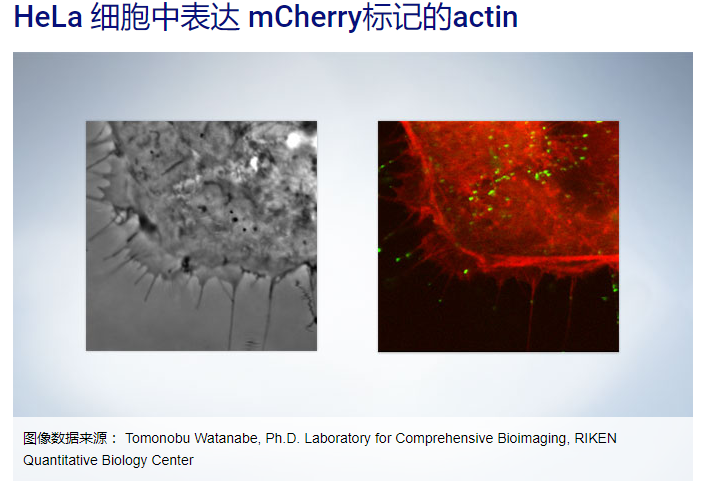 OLYMPUS IX53显微镜