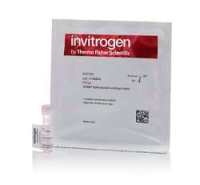 Invitrogen SYBR Safe DNA凝胶染料