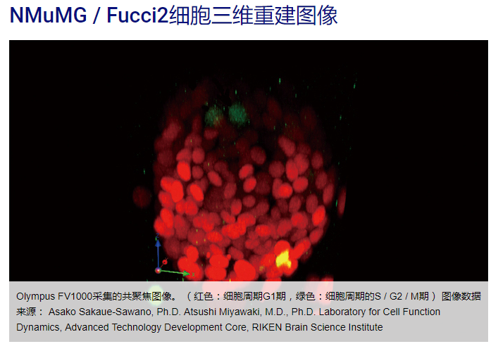 OLYMPUS IX53显微镜