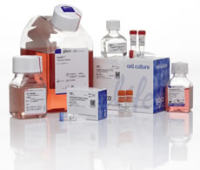 原装进口抗Mcherry抗体