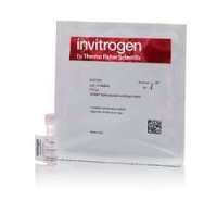Invitrogen SYBR Safe DNA凝膠染料
