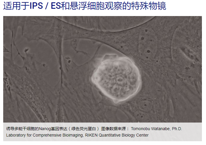 OLYMPUS IX53显微镜