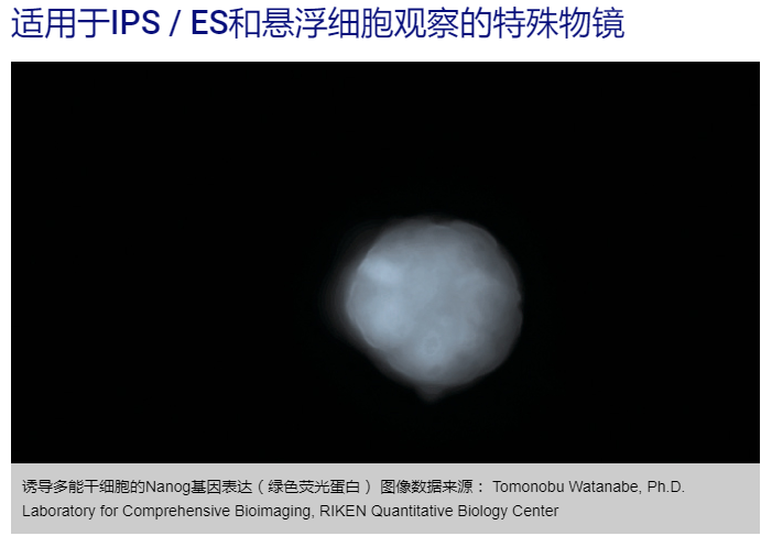 OLYMPUS IX53显微镜