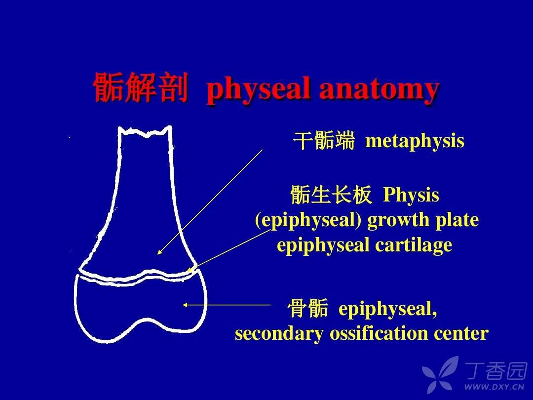 epiphysis指的是干骺端,physis指的是生长板.
