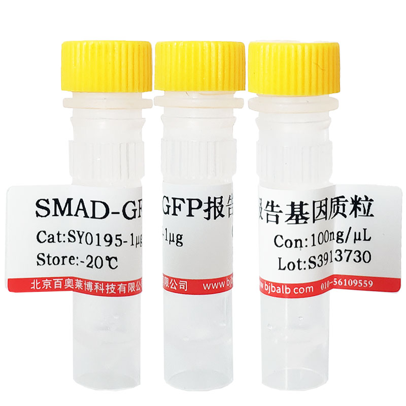 MOPS电泳缓冲液（10×,RNase free）