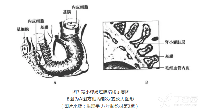 肾小球系膜基质图片