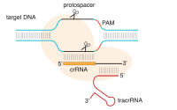 CRISPR-Cas9基因編輯產品
