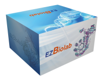 GLASS Gel 蛋白电泳预制胶 Hepes-tris 常规装