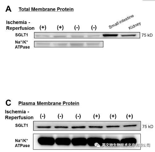 别着急投稿，加一组细胞组分分离实验也许会更好！