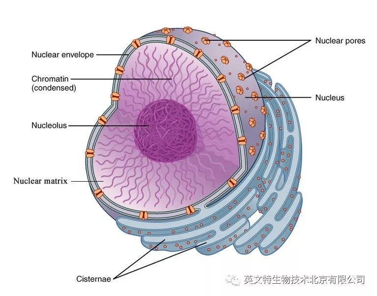 目的蛋白是核蛋白,我该拿它怎么办?