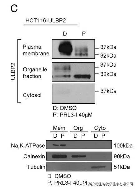 别着急投稿，加一组细胞组分分离实验也许会更好！