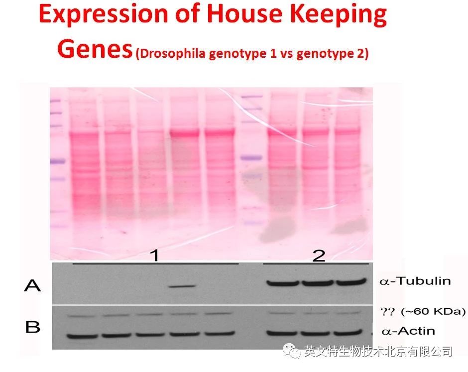 WB内参条带调不齐是怎么回事？