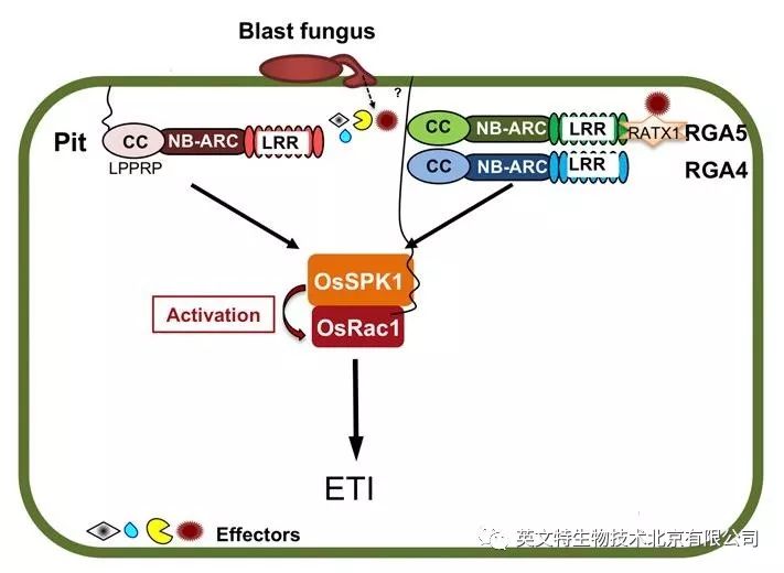 immunity 是植物免疫系统的重要组分