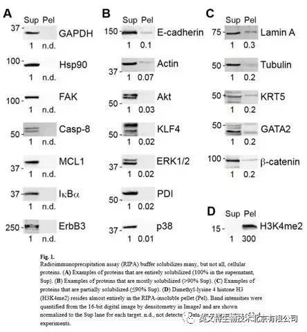 WB内参条带调不齐是怎么回事？