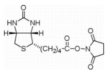 N-羟基琥珀酰亚胺生物素