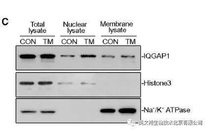 别着急投稿，加一组细胞组分分离实验也许会更好！