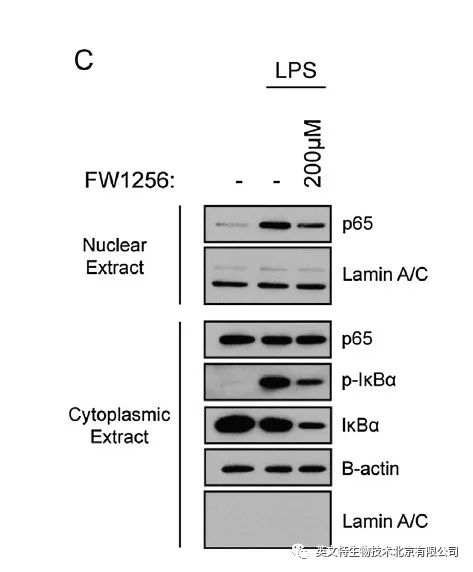 目的蛋白是核蛋白,我该拿它怎么办?