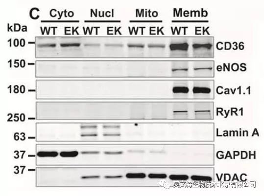 别着急投稿，加一组细胞组分分离实验也许会更好！