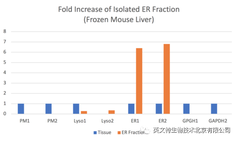 ER-035 Minute™肝脏组织高纯度内质网分离试剂盒-公司新闻-英文特生物技术(北京)有限公司